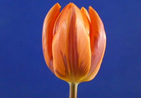 Tulipa, triumfa Hermitage