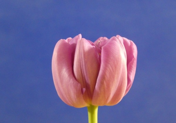 Tulipa, agra, pild. z. Kickstart (DZESĒTI)