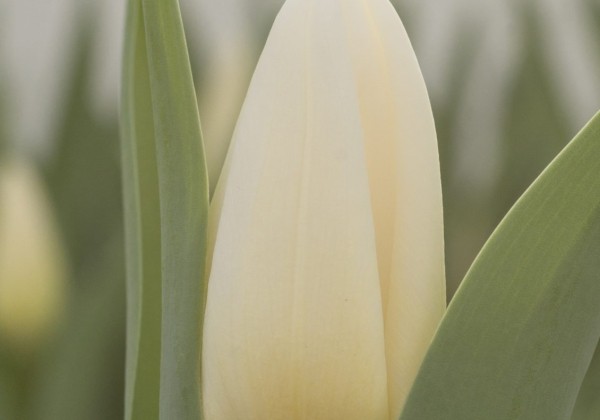 Tulipa, triumfa Kobla (DZESĒTI)