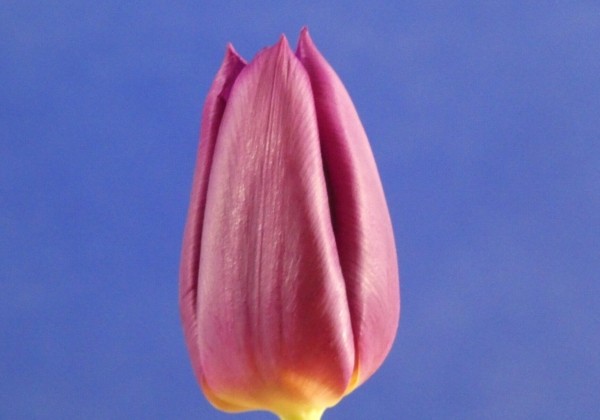 Tulipa, triumfa Laptop