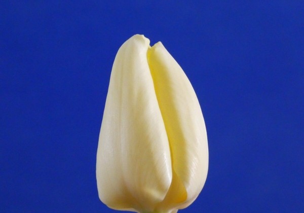 Tulipa, triumfa Malaysia