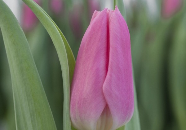 Tulipa, triumfa Matchmaker