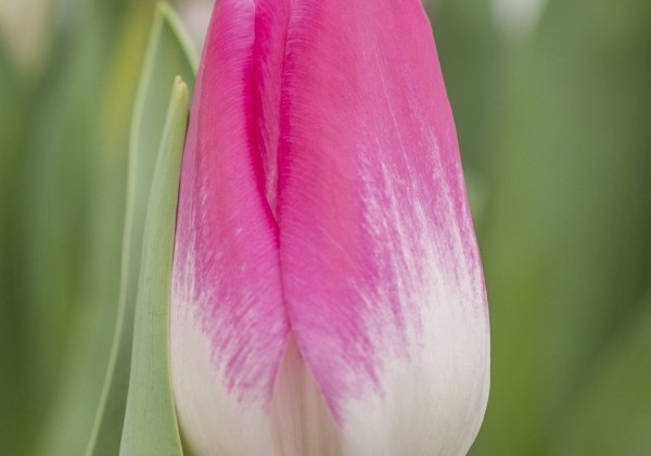 Tulipa, triumfa Memphis
