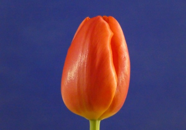 Tulipa, triumfa Orange Juice