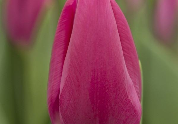 Tulipa, triumfa Pink Ardour