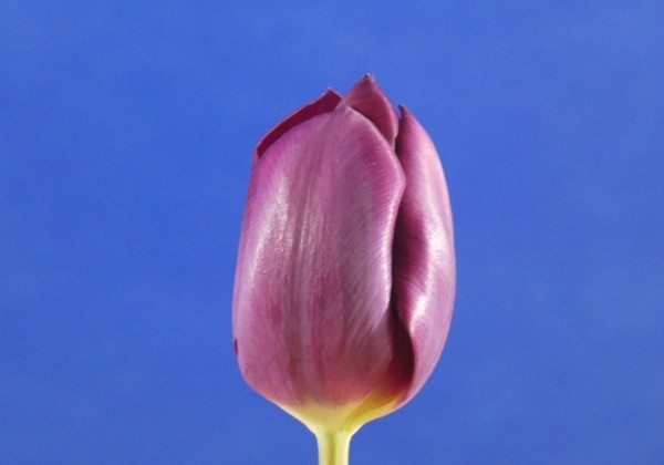 Tulipa, triumfa Purple Lady
