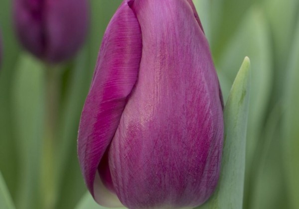 Tulipa, triumfa Roeska