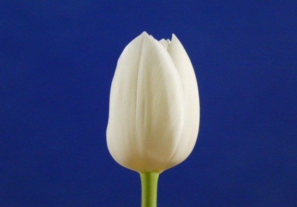 Tulipa, triumfa Royal Virgin (DZESĒTI)