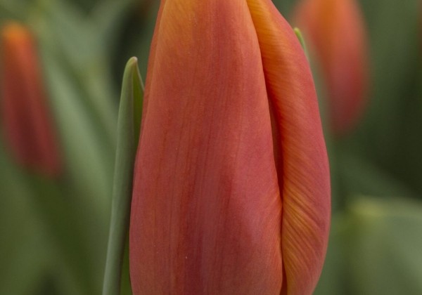 Tulipa, triumfa Titan (DZESĒTI)