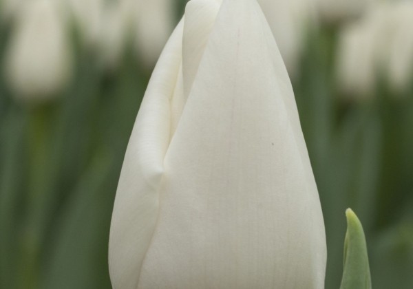 Tulipa, triumfa Update