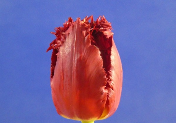 Tulipa, bārkstaina Versaci (DZESĒTI)