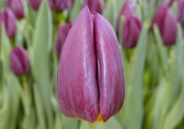 Tulipa, triumfa Montezuma (DZESĒTI)