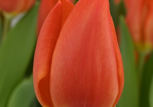 Tulipa, triumfa Orange Sherpa (DZESĒTI)