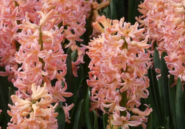 Hyacinthus orientalis Gipsy Queen 18/19