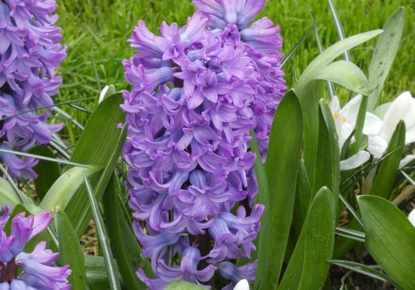 Hyacinthus orientalis Purple Sensation 18/19