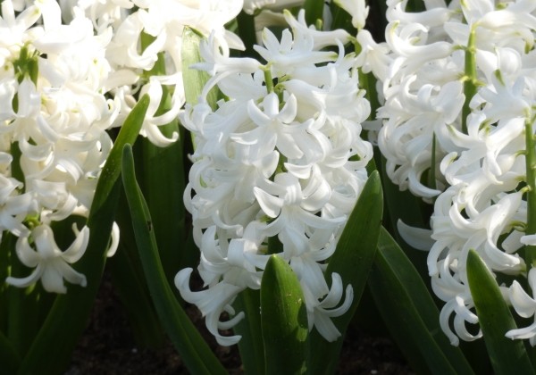 Hyacinthus orientalis White Pearl 18/19