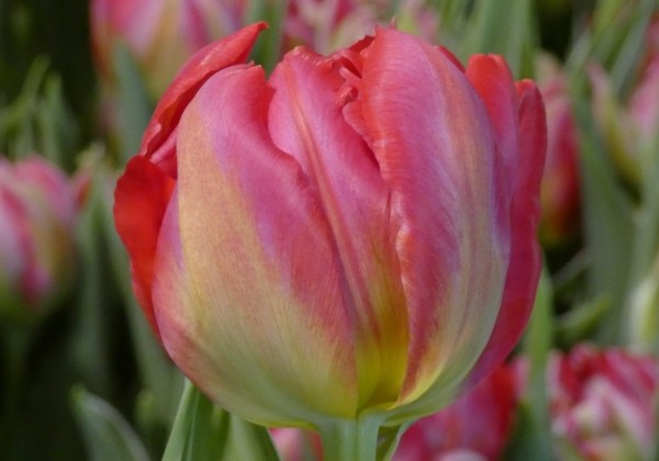 Tulipa, agra, pild. z. Flash Point (DZESĒTI)