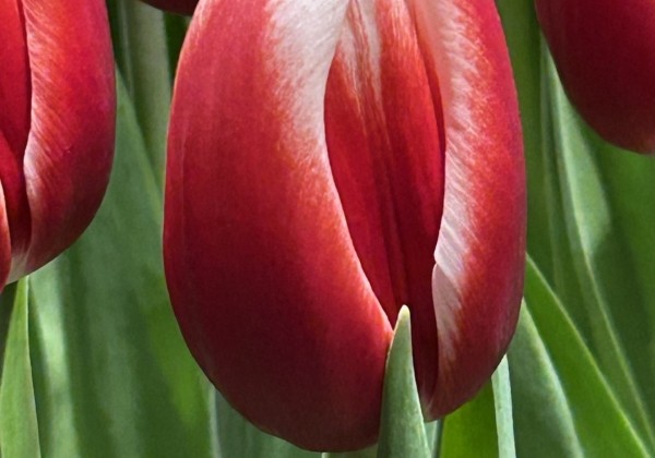 Tulipa, triumfa Aomori