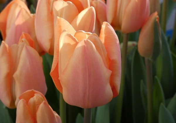 Tulipa, triumfa Apricot Revolution (DZESĒTI)