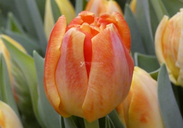 Tulpe, agra, pild. z. Apricot Symbiose (DZESĒTI)