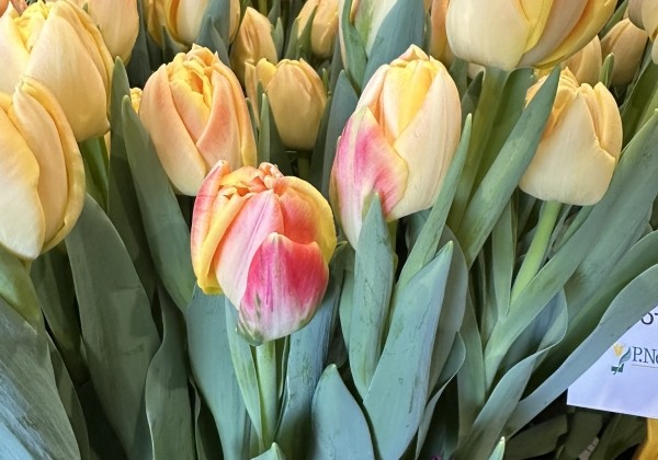 Tulpe, agra, pild. z. Apricot Symbiose (DZESĒTI)