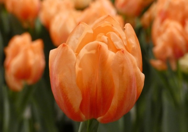 Tulpe, agra, pild. z. Bed of Roses (DZESĒTI)
