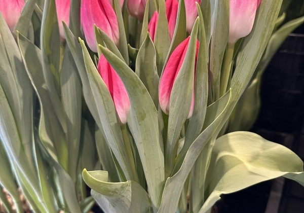 Tulipa, triumfa Bolroyal Pink