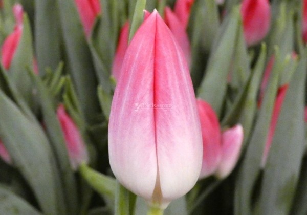 Tulipa, triumfa Bolroyal Pink (DZESĒTI)
