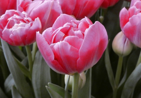 Tulpe, agra, pild. z. Brindisi