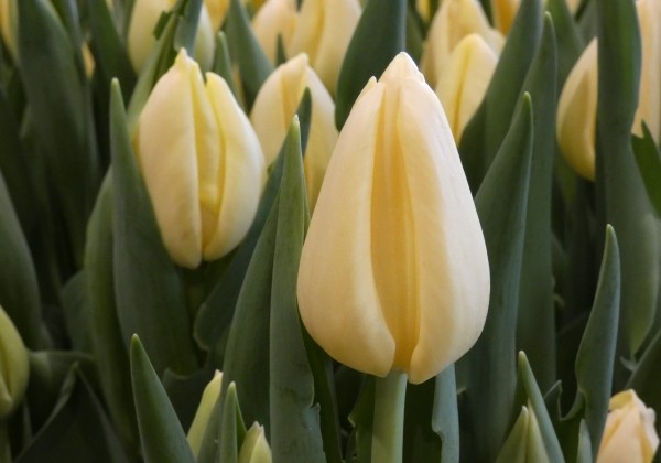 Tulipa, triumfa Creme Brulee (DZESĒTI)