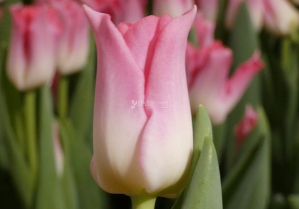Tulipa, triumfa Crown of Dynasty