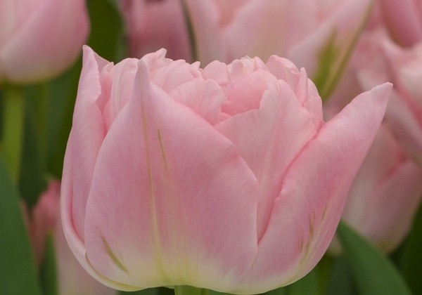 Tulpe, agra, pild. z. Dreamer