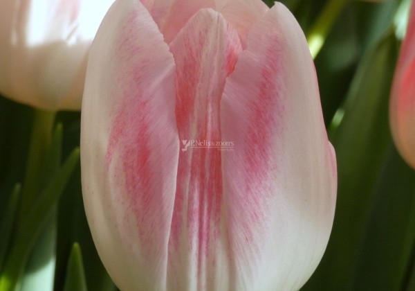 Tulipa, triumfa Dutch Pearl (DZESĒTI)