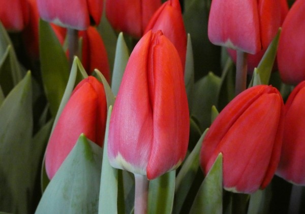 Tulipa, Darvina hibrīds Firebolt