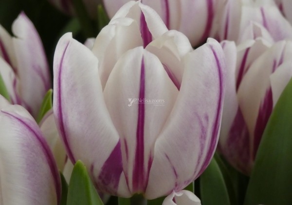 Tulipa, triumfa Flaming Flag