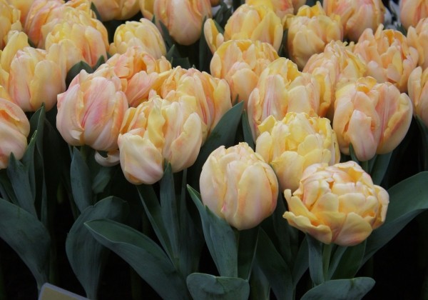 Tulpe, agra, pild. z. Foxy Foxtrot (DZESĒTI)