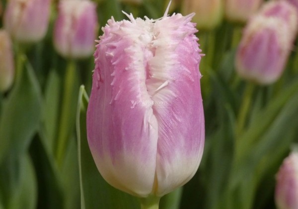 Tulipa, bārkstainā Hawai (DZESĒTI)