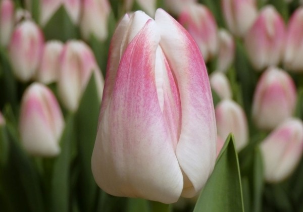Tulipa, triumfa Inez