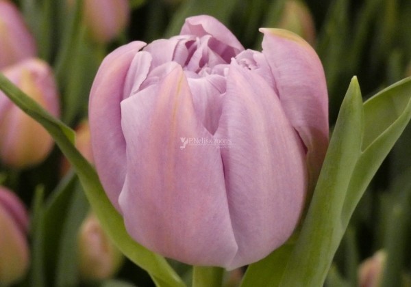 Tulpe, vēla, pild. z. Katinka