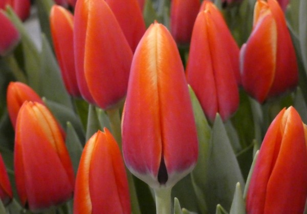 Tulipa, Darvina hibrīds Killerbody