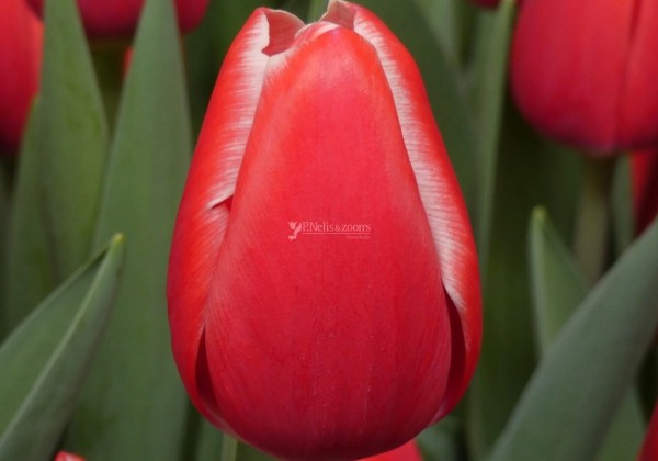 Tulipa, triumfa Kung Fu (DZESĒTI)