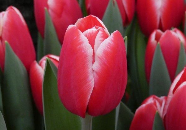 Tulipa, triumfa Kung Fu (DZESĒTI)