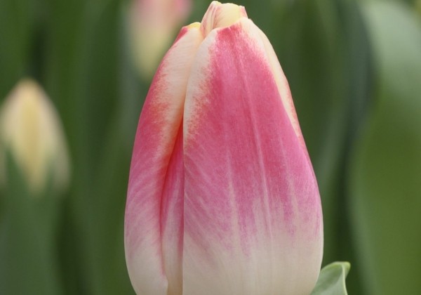 Tulipa, triumfa Lorely
