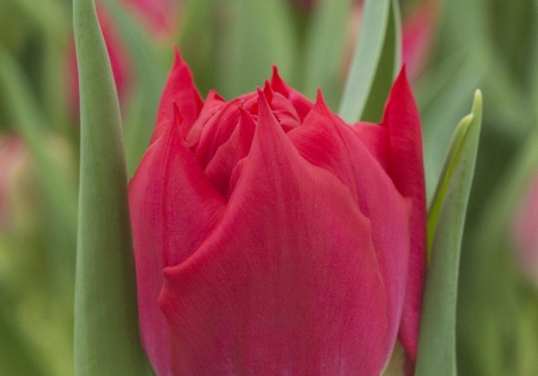 Tulpe, agra, pild. z. Magic Price (DZESĒTI)