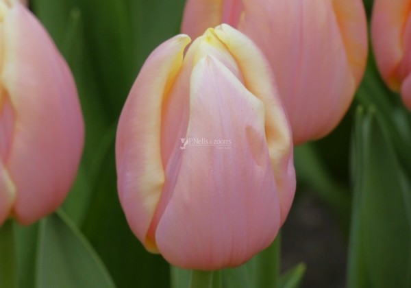 Tulipa, triumfa Mango Charm (DZESĒTI)