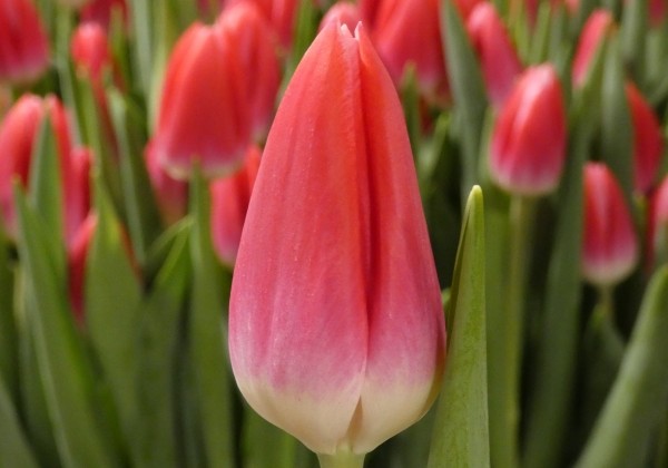 Tulipa, triumfa Marax Beauty (DZESĒTI)