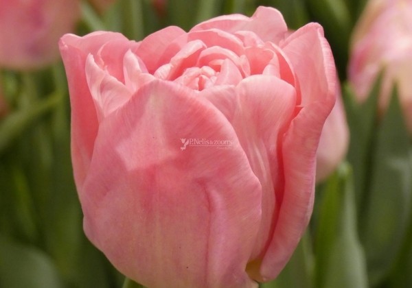 Tulpe, agra, pild. z. Mariage (DZESĒTI)
