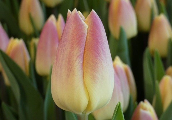 Tulipa, triumfa Merci