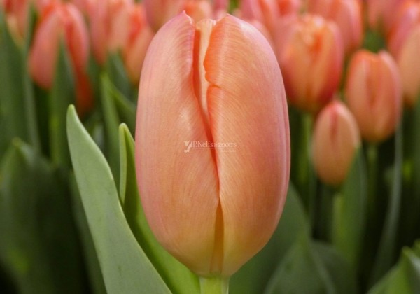 Tulipa, triumfa Ninja