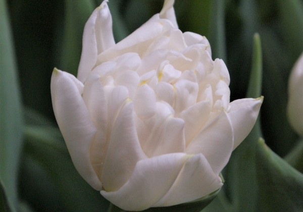 Tulpe, agra, pild. z. Northcap (DZESĒTI)